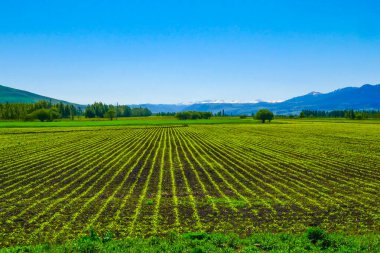 Baharda yeşil tarım ekimi, büyük ekilebilir arazi alanı, doğal tarım arazisi