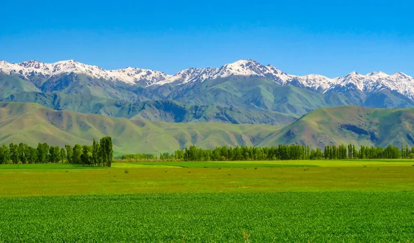 Green Agricultural Planting Spring Large Area Arable Land Natural Farmland — Stock Photo, Image