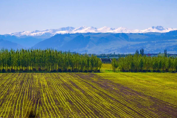 Plantio Agrícola Verde Primavera Grande Área Terras Aráveis Terras Agrícolas — Fotografia de Stock