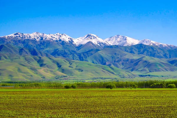 Plantio Agrícola Verde Primavera Grande Área Terras Aráveis Terras Agrícolas — Fotografia de Stock