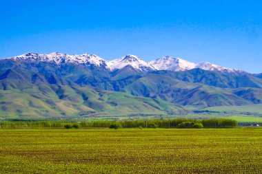 Baharda yeşil tarım ekimi, büyük ekilebilir arazi alanı, doğal tarım arazisi