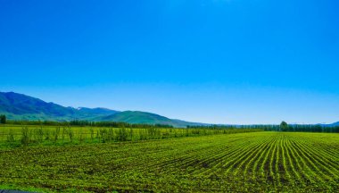 Baharda yeşil tarım ekimi, büyük ekilebilir arazi alanı, doğal tarım arazisi