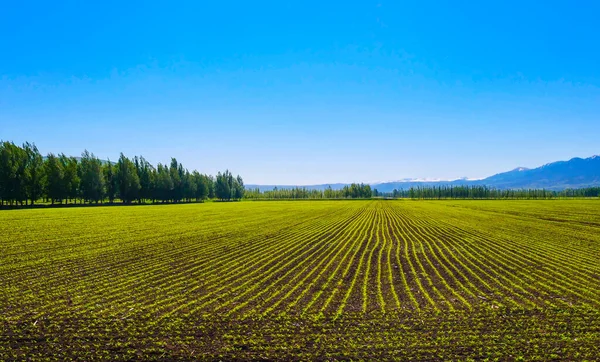 Grüne Landwirtschaftliche Bepflanzung Frühjahr Große Ackerfläche Natürliches Ackerland — Stockfoto