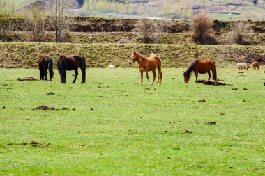 Kar dağı otlağı at sürüsü sürü