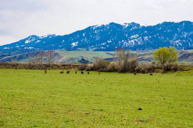 Baharda yeşil karlı çayırlar, sığırlar ve koyunlar otluyor.