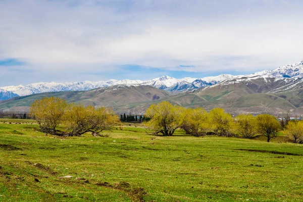 Prati Verdi Montagna Innevati Primavera Pascoli Bovini Ovini — Foto Stock