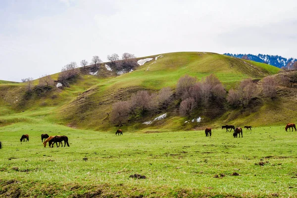 Snow mountain grassland horse herd cattle herd