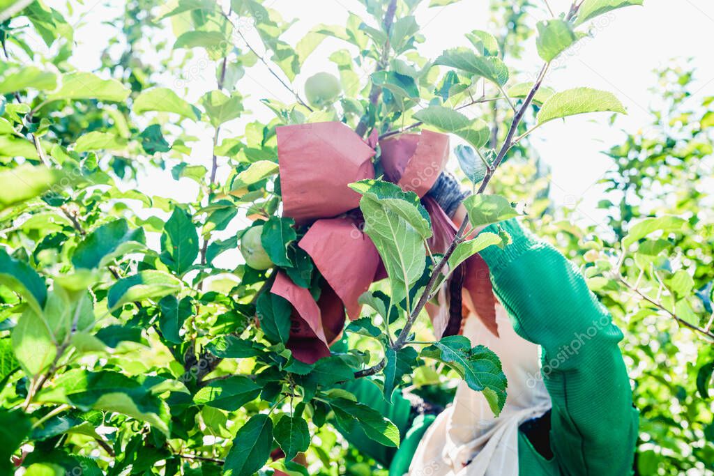 Fruit tree planting technology, the fruit is protected by paper bags and effective light