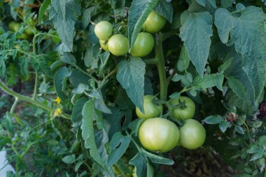Tarım organik tarım, büyüyen yeşil domatesler