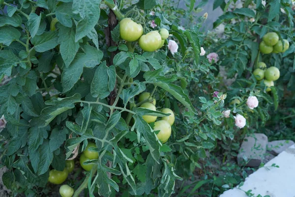 농산물 유기농 토마토 — 스톡 사진