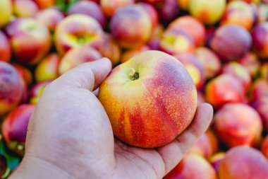 Meyve bahçesinden nektarin topluyorum