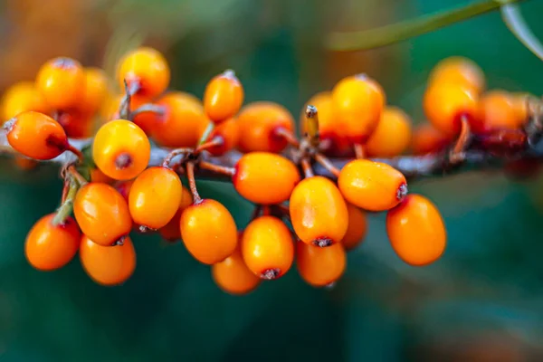 Duindoornbessen Rijp Herfst — Stockfoto