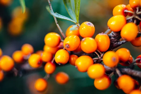 Duindoornbessen Rijp Herfst — Stockfoto