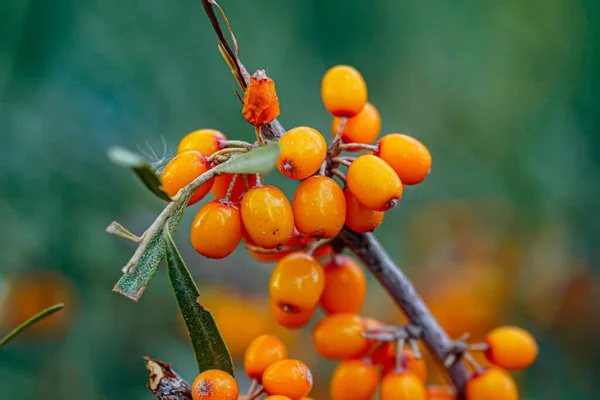秋に熟す屋外のシーバックソーン果実 — ストック写真