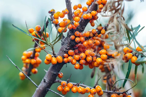 秋に熟す屋外のシーバックソーン果実 — ストック写真