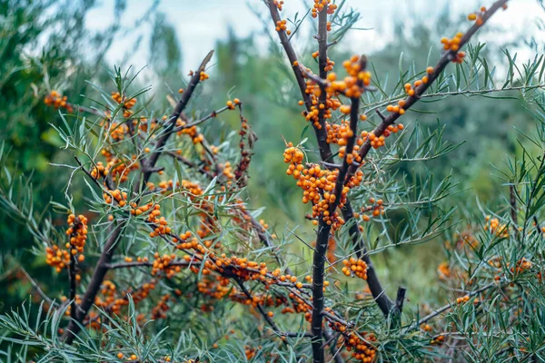 Duindoornbessen Rijp Herfst — Stockfoto