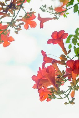 Trompet Çiçek açan Turuncu, Yazın güzel bitkiler