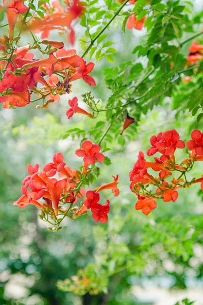 Trompet Vine Blomstrende Oransje Vakre Planter Sommeren – stockfoto