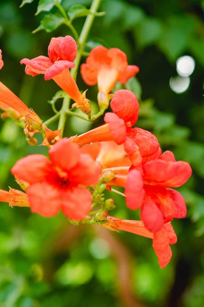 Trumpet Vine Flowering Orange Beautiful Plants Summer — Stock Photo, Image
