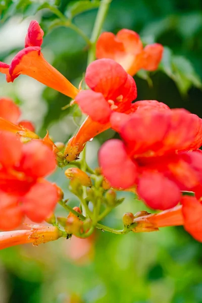 Trumpet Vine Flowering Orange Beautiful Plants Summer — Stock Photo, Image