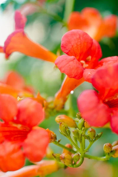 トランペットつる開花オレンジ 夏の美しい植物 — ストック写真