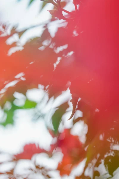 Trumpet Vine Blommar Apelsin Vackra Växter Sommaren — Stockfoto