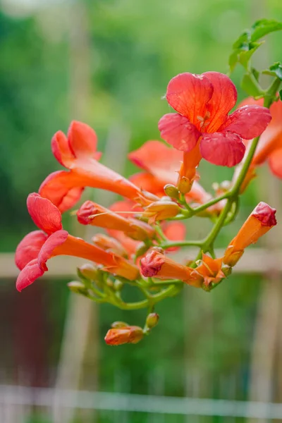 Trumpet Лоза Квітуча Оранжева Красиві Рослини Влітку — стокове фото