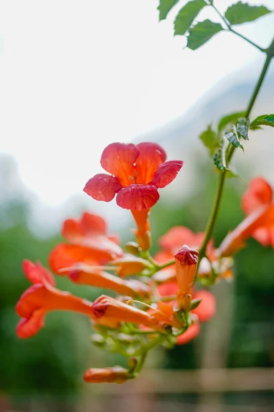 Trompette Vigne Fleurie Orange Belles Plantes Été — Photo