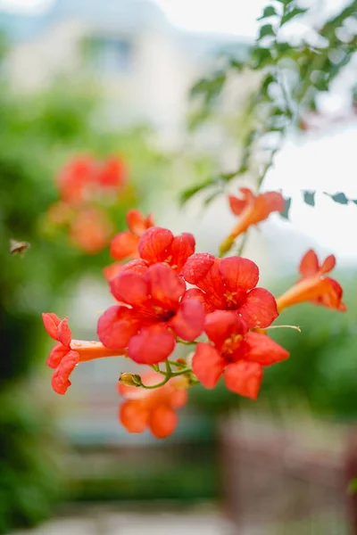 トランペットつる開花オレンジ 夏の美しい植物 — ストック写真