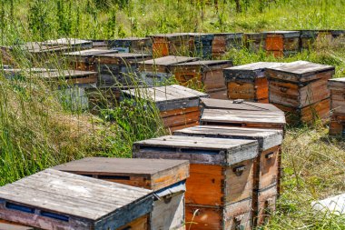 Kovan üzerinde sürünen arılar