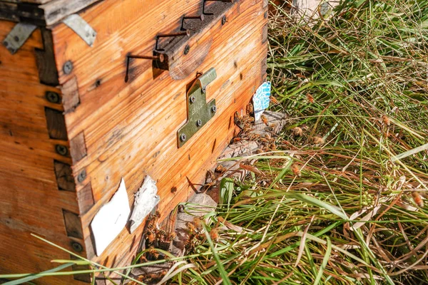 Açık Hava Çayır Arı Kovanı — Stok fotoğraf