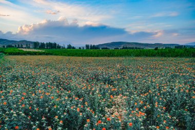Carthamus tinctorius, geniş alanlar çiçek açar ve yayılır.