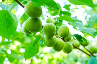 Ağaçta taze kayısılar