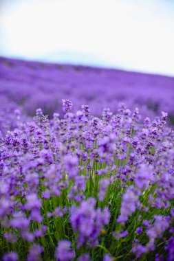 Mor lavanta tarlası Güzel çiçek açan, Fransız romantizmi