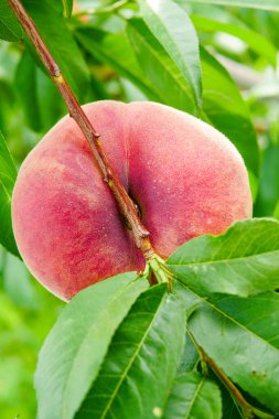 Meyve bahçesinden toplanmış taze taze şeftaliler.