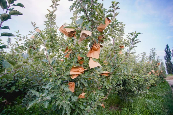 Agricultural fruit tree bagging,forestry and Fruit Industry Technical Management