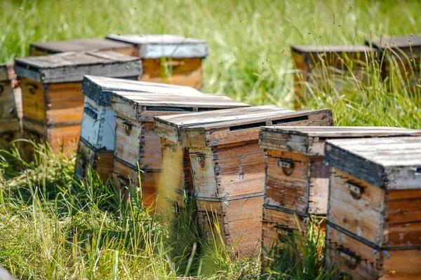 Κυψέλες Και Μέλισσες Παρθένο Δασικό Περιβάλλον — Φωτογραφία Αρχείου