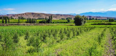 Yeşil mısır ekimi, geniş görüş alanı ve yüksek görüş açısı