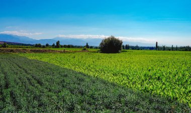 Yeşil mısır ekimi, geniş görüş alanı ve yüksek görüş açısı