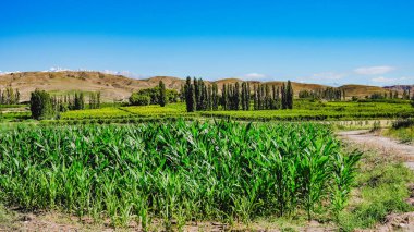 Yeşil mısır ekimi, geniş görüş alanı ve yüksek görüş açısı