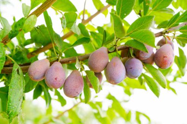 Meyve bahçesinin dallarında olgun erikler, Prunus domestica