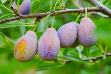 Meyve bahçesinin dallarında olgun erikler, Prunus domestica