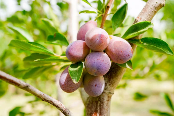 Dojrzałe Śliwki Gałęziach Sadu Prunus Domestica — Zdjęcie stockowe