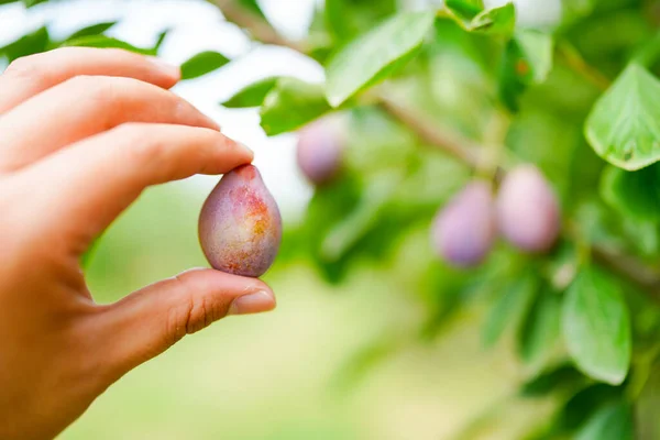 Dojrzałe Śliwki Gałęziach Sadu Prunus Domestica — Zdjęcie stockowe