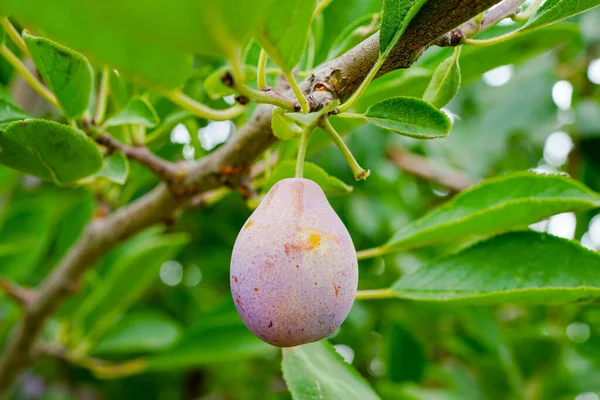 Dojrzałe Śliwki Gałęziach Sadu Prunus Domestica — Zdjęcie stockowe