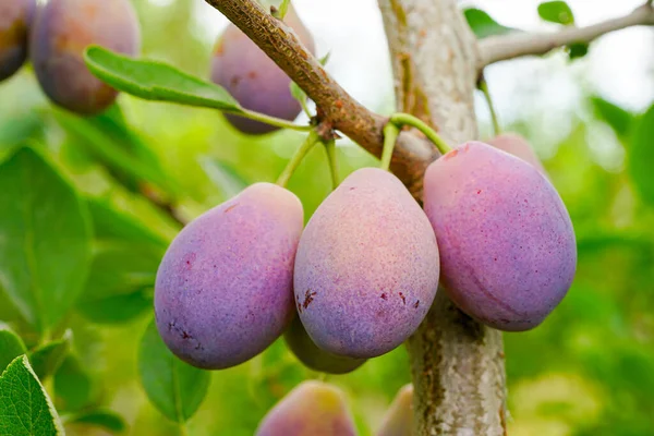 Dojrzałe Śliwki Gałęziach Sadu Prunus Domestica — Zdjęcie stockowe