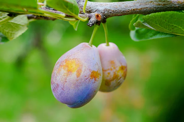 Dojrzałe Śliwki Gałęziach Sadu Prunus Domestica — Zdjęcie stockowe