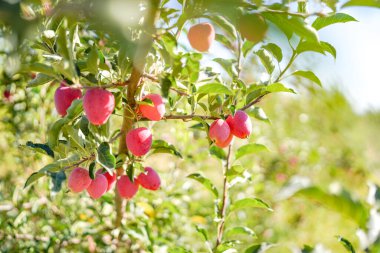 Sonbaharda ağaçta olgun kırmızı begonya meyveleri
