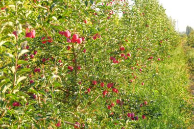 Sonbaharda ağaçta olgun kırmızı begonya meyveleri