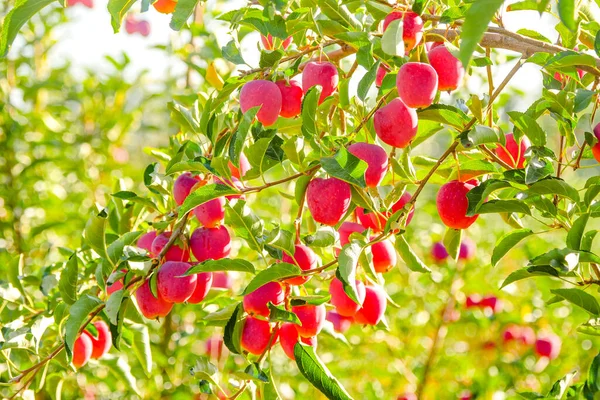 秋には木に赤いベゴニアの実を熟す — ストック写真